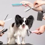 Papillon Dog Grooming: Tips for a Flawless Coat