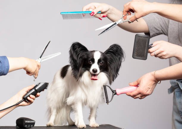 Papillon Dog Grooming: Tips for a Flawless Coat