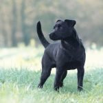 Patterdale Terrier Dog Breeds: Energetic Companions Unleashed