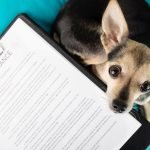 Pet Insurance Older Dog: Essential Coverage Guide