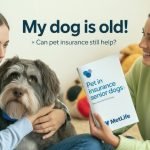Pet Insurance Senior Dog: Protect Aging Paws Effortlessly