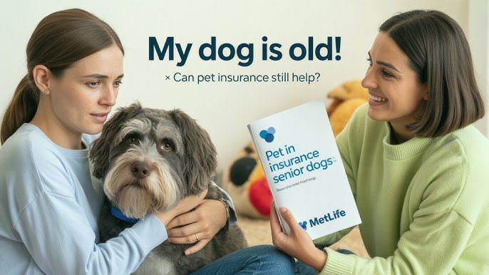 Pet Insurance Senior Dog: Protect Aging Paws Effortlessly