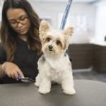 Petsmart Dog Grooming Training: Elevate Your Skills Today