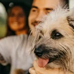 Petsmart Dog Insurance: Protect Your Pooch Today!