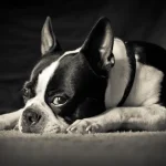 Photographs of Dog Breeds: Captivating Canine Gallery