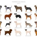 Pictures of Different Breeds of Dogs: Explore Adorable Variety