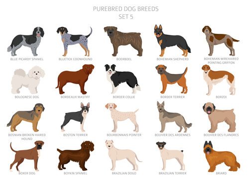 Pictures of Different Breeds of Dogs: Explore Adorable Variety