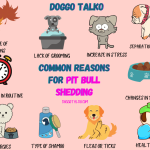Pitbull Dog Health Issues: Essential Care Tips