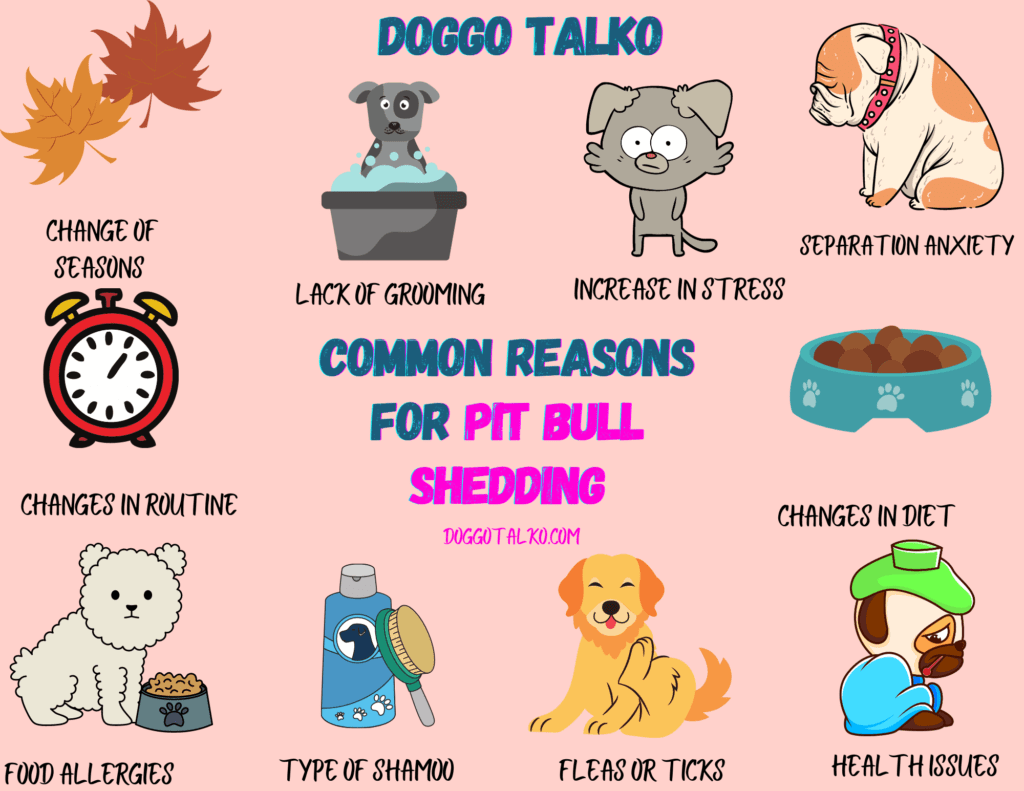 Pitbull Dog Health Issues: Essential Care Tips