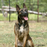 Police Dog Breeds Belgian Malinois: Ultimate K9 Heroes