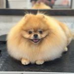 Pomeranian Dog Grooming Styles: Chic Looks for Your Pup