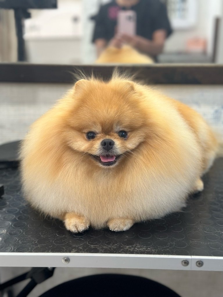 Pomeranian Dog Grooming Styles: Chic Looks for Your Pup