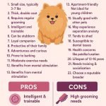 Pomeranian Dog Health Issues: Essential Care Tips