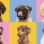 Popular Dog Breeds: Discover Your Perfect Canine Companion