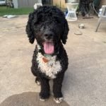 Portuguese Water Dog for Adoption: Find Your Furry Friend 2025