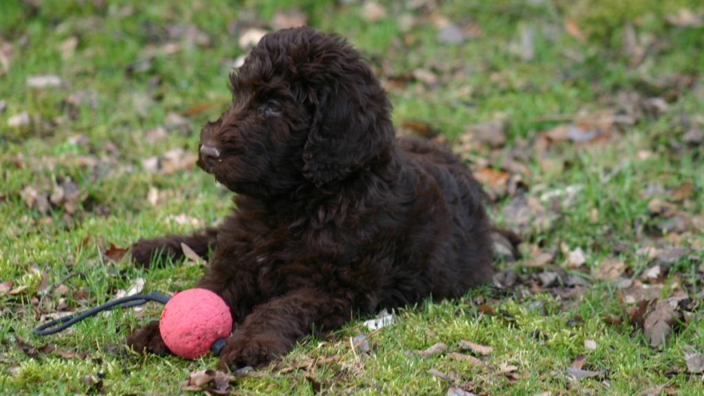 Portuguese Water Dog Health Problems: Essential Insights