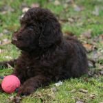Portuguese Water Dog Health Problems: Essential Insights