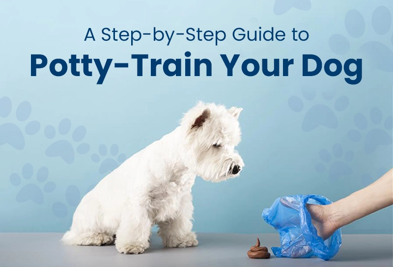 Potty Train Dog: Expert Tips for Success