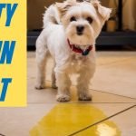 Potty Training the Dog: Secrets to Success