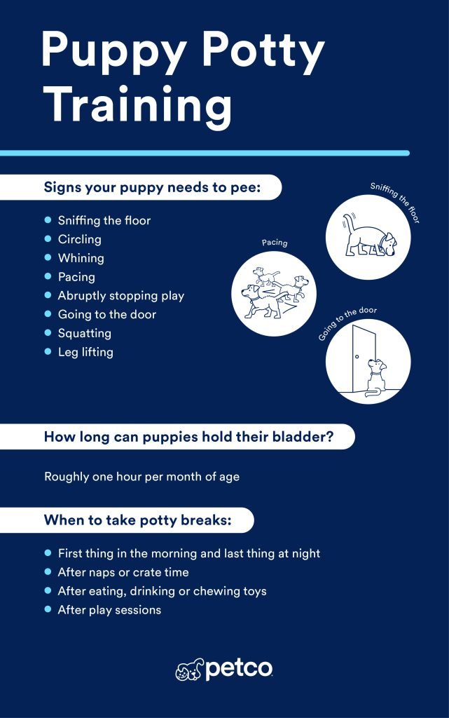 Potty Training Tips for Dogs: Transform Your Pup’s Routine
