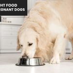 Pregnant Dog Diet: Essential Nutrition Tips