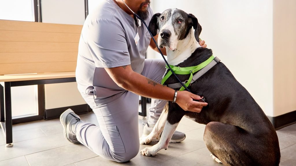 Preventive Health Care for Dogs: Ultimate Wellness Guide