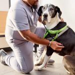 Preventive Health Care for Dogs: Ultimate Wellness Guide