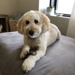 Prince Benji Dog Grooming: Unleash Flawless Style