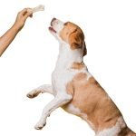 Psd Dog Training: Master Techniques for Success
