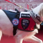 PTSD Service Dog Training: Unlocking Healing Potential