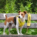 Public Liability Insurance for Dogs: Essential Protection