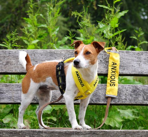 Public Liability Insurance for Dogs: Essential Protection