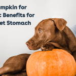 Pumpkin And Dogs Diet: Boost Your Pet’s Health