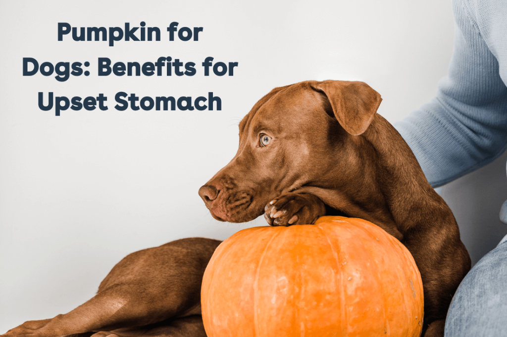 Pumpkin in Dogs Diet: Boosting Health Naturally
