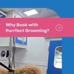 Purrfect Grooming – Mobile Pet Dog Grooming Orlando: Flawless Care
