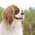 Quietest Dog Breeds: Discover Your Peaceful Companion