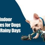 Rainy Day Activities for Dogs: Fun Indoor Play Ideas