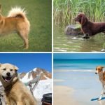 Rarest Dog Breeds: Discover Unique Canine Companions