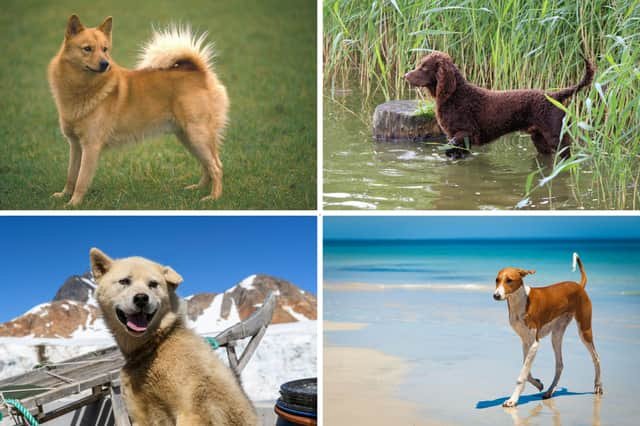 Rarest Dog Breeds: Discover Unique Canine Companions