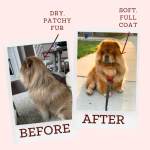 Raw Diet for Dogs before And After: Transformations Unleashed