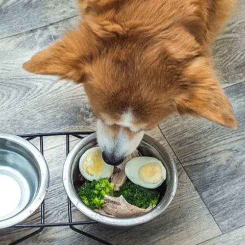Raw Egg Diet for Dogs: A Protein-Packed Nutrition Plan