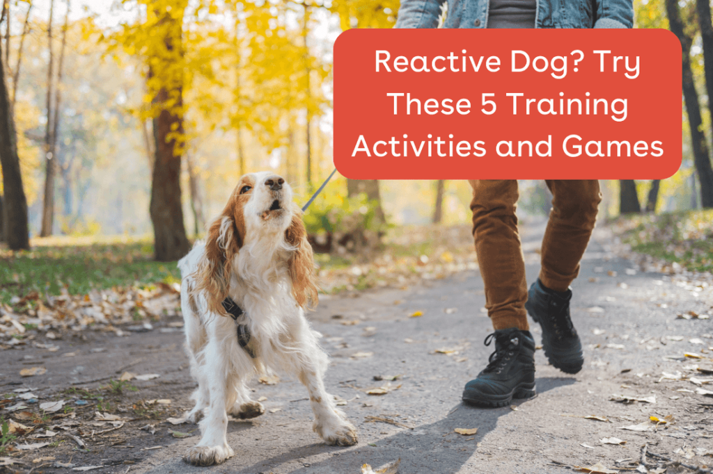 Reactive Dogs Training: Transform Behavior Effectively