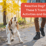 Reactive Dogs Training: Transform Behavior Effectively