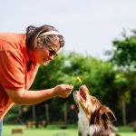 Recall Training Dog: Master Perfect Recall Skills
