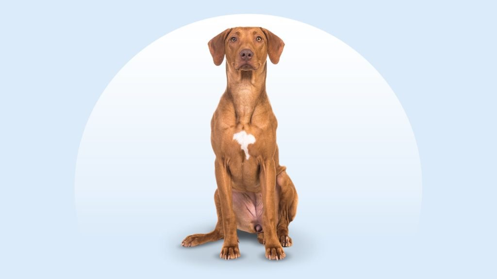 Red Colored Dog Breeds: Discover Fiery Furry Friends