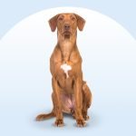 Red Colored Dog Breeds: Discover Fiery Furry Friends