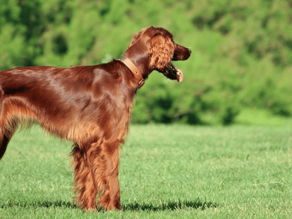 Red Coloured Dog Breeds: Vibrant Canine Companions