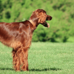 Red Coloured Dog Breeds: Vibrant Canine Companions