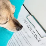 Renters Insurance And Dogs: Protect Your Paws & Property