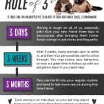 Rescue Dog Behavior Tips: Mastering Calm and Control